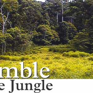 Rumble in the Jungle by Chris Storm