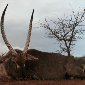 Waterbuck Hunt with HartzView Hunting Safaris in South Africa