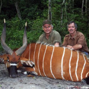 Hunting Bongo in CAR Rudy Lubin Safaris