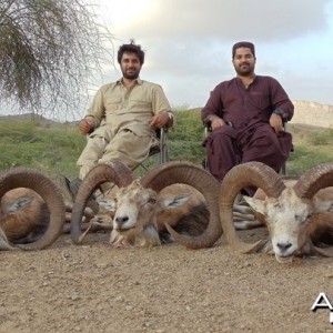 Hunting Sheep in Pakistan