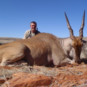 Cape Eland