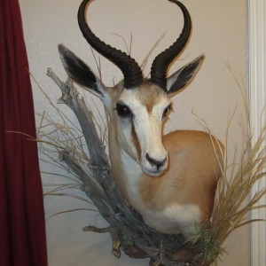 Springbok mount