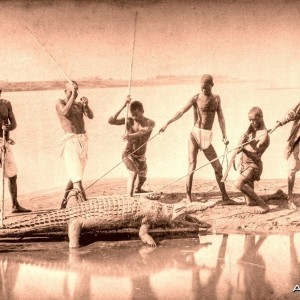 Crocodile hunting at the Nile