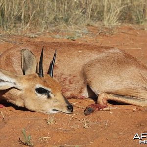 Steenbok hunted in Namibia