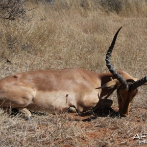 Impala hunted in Namibia