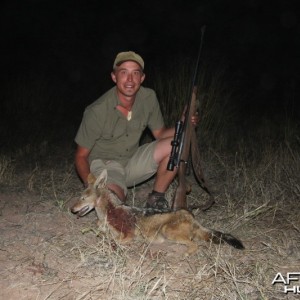 Jackal hunted in Namibia