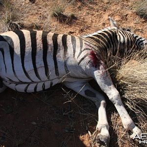 Zebra hunted in Namibia