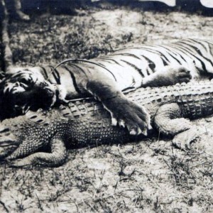 Hunting Tiger and Croc in Malaysia