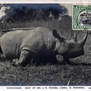 Black Rhinoceros Hunted in Rhodesia ca 1919