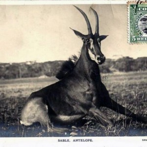 Hunting Sable Antelope in Rhodesia ca 1919