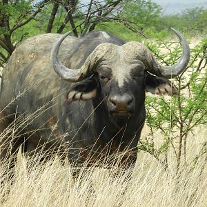 Cape Buffalo