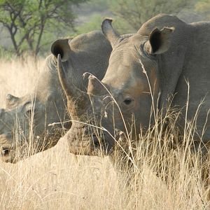 White Rhino