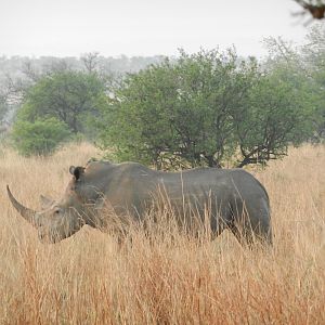 White Rhino