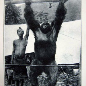 Dwarfing a Tall Man: The Greatest of the Anthropoid Apes