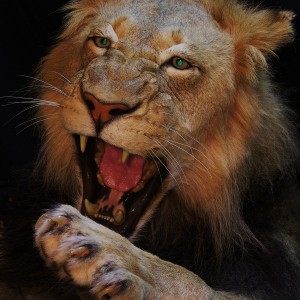 Lion taxidermy close up... by The Artistry of Wildlife