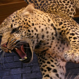Leopard taxidermy scene by The Artistry of Wildlife