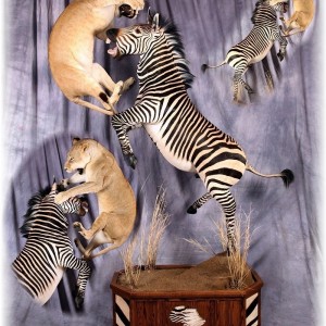 Zebra Lioness taxidermy scene by The Artistry of Wildlife