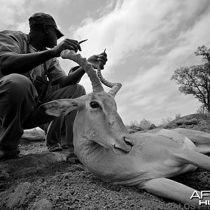 Impala