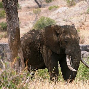 Big Elephant... Tanzania