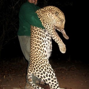 Leopard from Bubi area