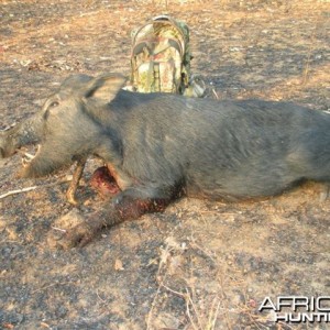 Northern Territory Boar - Australia