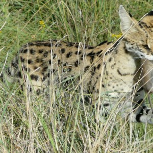 Serval caught a veld mouse, pic by Charl Kemp