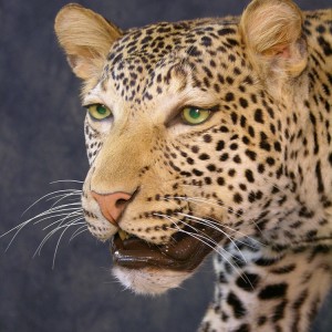 Taxidermy Leopard Mount by The Artistry of Wildlife