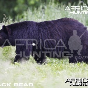 Bowhunting Vitals Black Bear