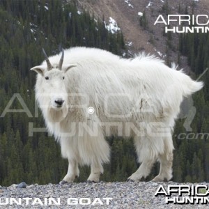 Bowhunting Vitals Mountain Goat