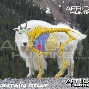 Hunting Vitals Mountain Goat