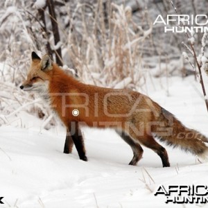 Hunting Vitals Fox