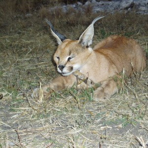 Caracal