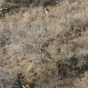 Leopard stalking Bushbuck