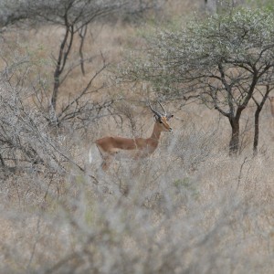 Young Impala