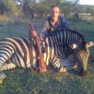 Zebra from Colenso