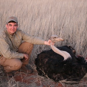 Ostrich, Namibia