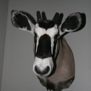 Gemsbok Mount