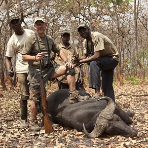 Central African Savanna Buffalo