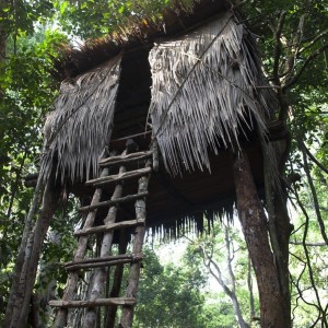 Forest machan high tower
