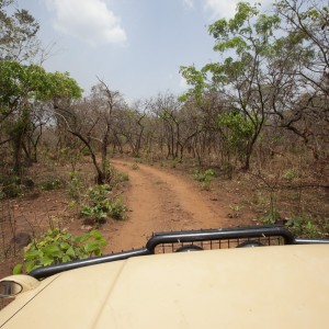 Road through sparse bush