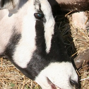 My Gemsbok Right Face