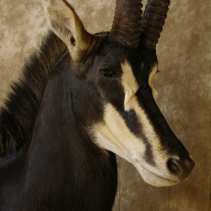 Sable Mount by The Artistry of Wildlife