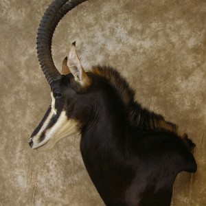 Sable Mount by The Artistry of Wildlife