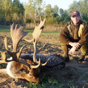 Fallow deer hunted in Hungary