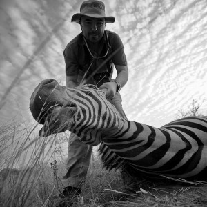 zebra silhouette