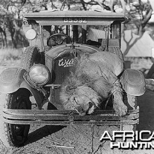 Lion killed in Central Africa