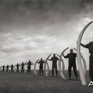 Line of Rangers with Tusks of Killed Elephants Amboseli 2011 by Nick Brandt