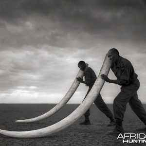 Two Rangers with Tusks of Killed Elephant, Amboseli, 2011 by Nick Brandt