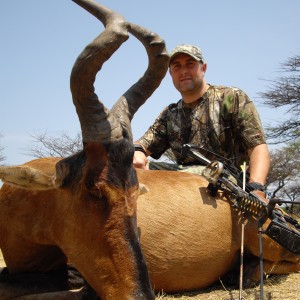 Bowhunting Red Hartebeest in Namibia