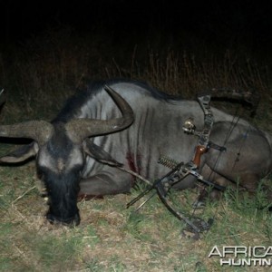 Hunting Blue Wildebeest in Namibia